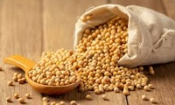 Lợi ích của đậu nành với sức khỏe