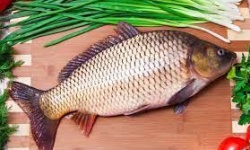 Cá chép giàu dinh dưỡng, trị bệnh tốt