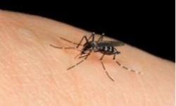 Vì sao muỗi không lây truyền HIV?