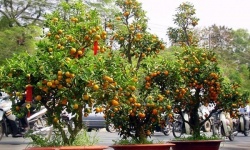 Không chỉ chưng cho đẹp, cây quất còn có tác dụng chữa bệnh 'không ngờ'